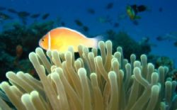 Pink Anemonefish, Taken with a canon powershot SD550 and ... by Renee Marsh 